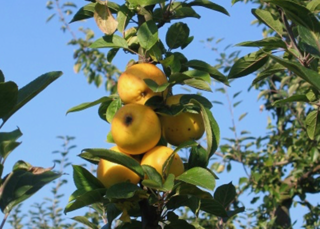 Obsthof Cordes - Fruchtfoto Grahams Jubiläumsapfel